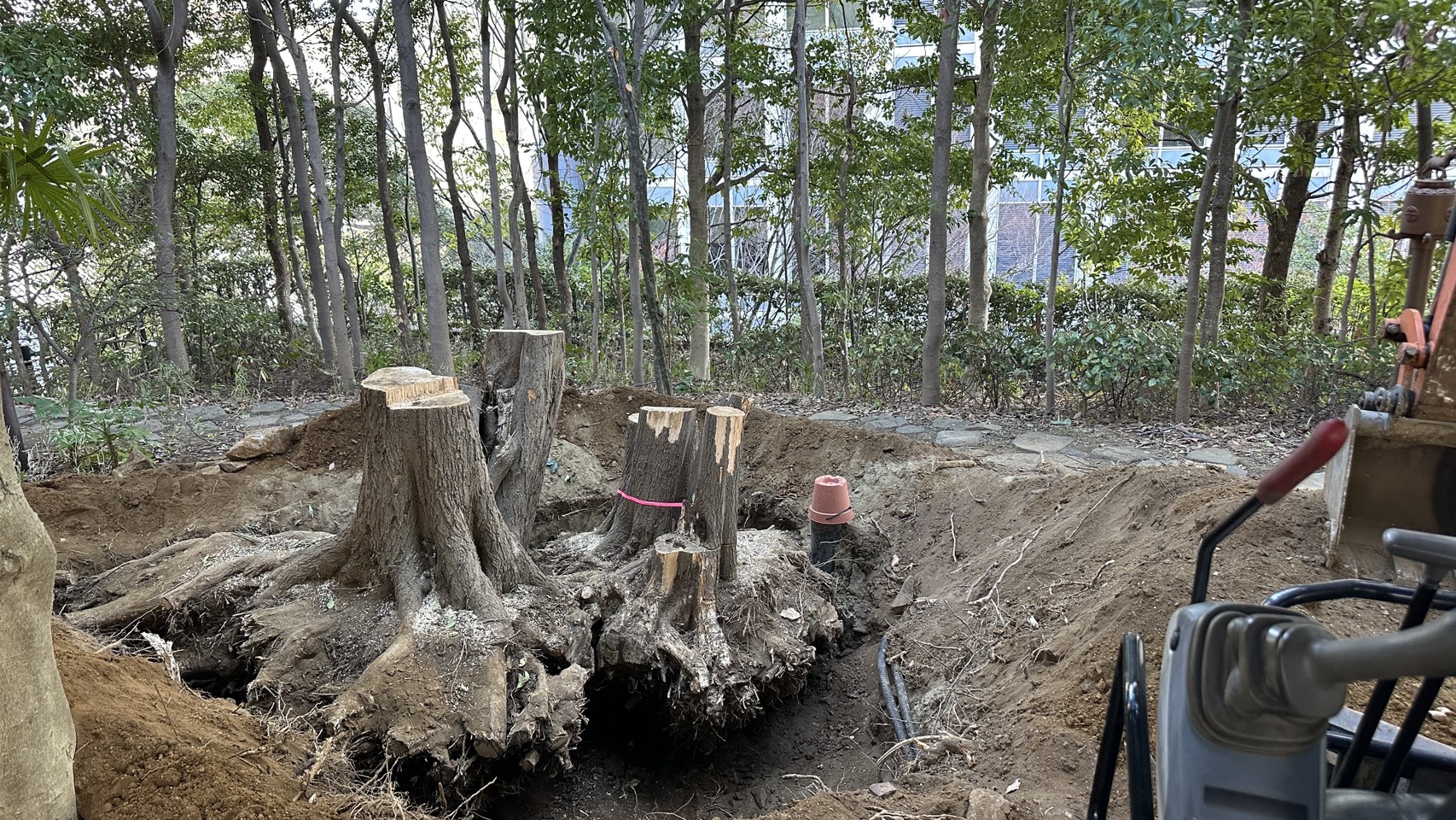 抜根作業